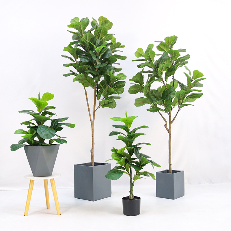 نبتة فيكس ليروتا (الفيج) الاصط - مراجعة Fiddle Leaf Fig وسعره