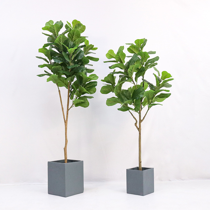 نبتة فيكس ليروتا (الفيج) الاصط - مراجعة Fiddle Leaf Fig وسعره