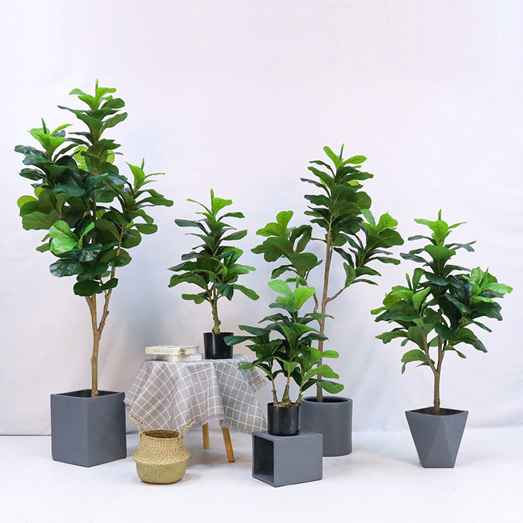 نبتة فيكس ليروتا (الفيج) الاصط - مراجعة Fiddle Leaf Fig وسعره