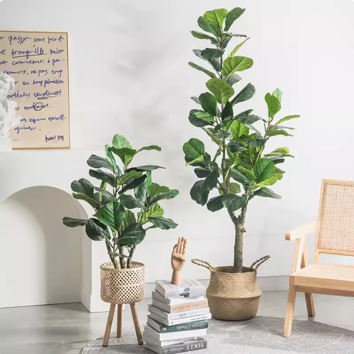 نبتة فيكس ليروتا (الفيج) الاصط - مراجعة Fiddle Leaf Fig وسعره
