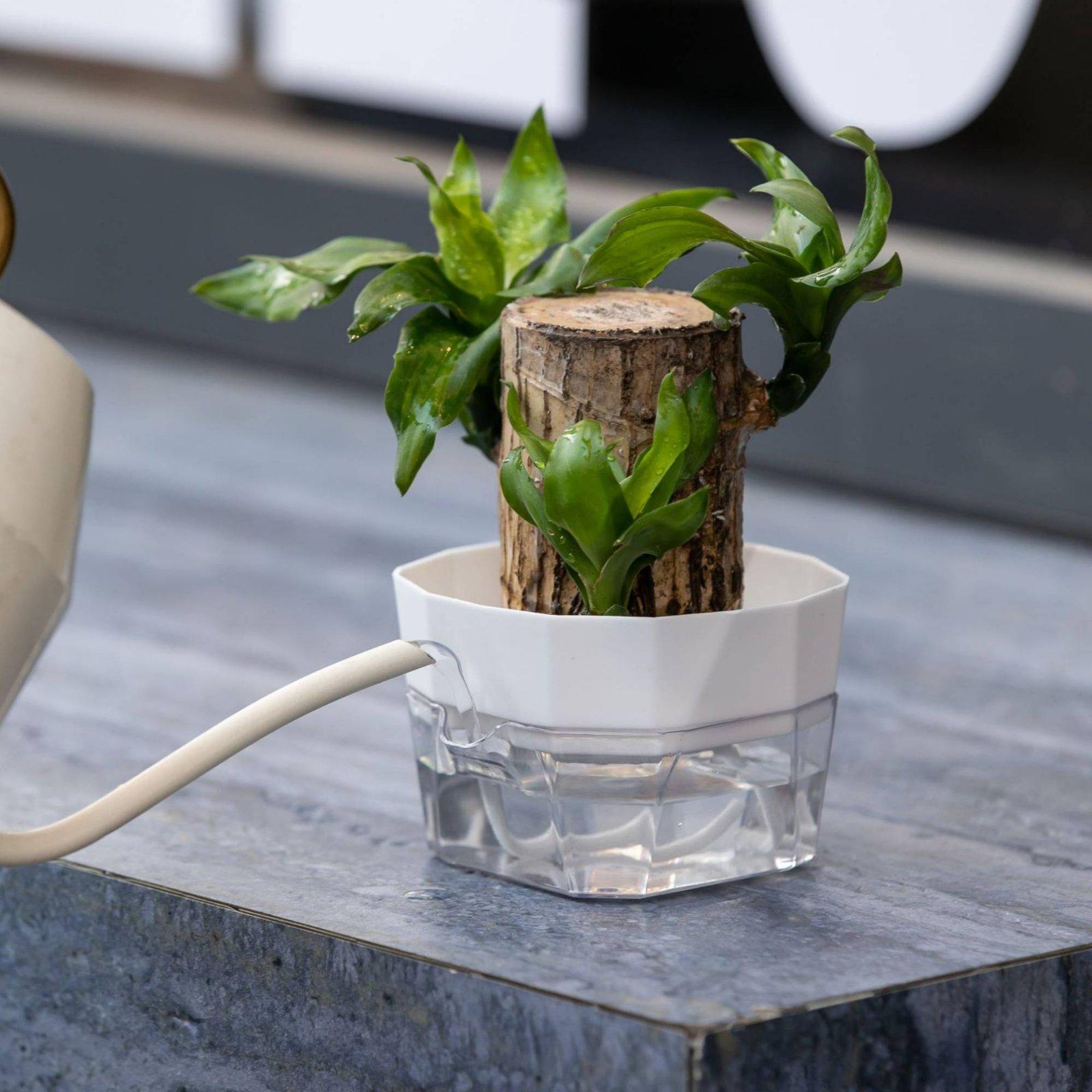 وعاء زراعة مائية ذاتي الري بطب - مراجعة Indoor Plants وسعره