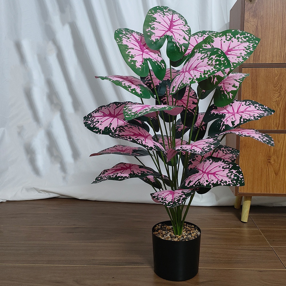 نباتات أوراق وردية بوعاء نباتا - مراجعة Snake Plant وسعره